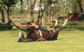 O noua metoda de a imblanzi sau trata caii: Yoga pentru animale. VIDEO