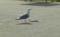 Un sarpe a starnit panica la un loc de joaca din Constanta - VIDEO