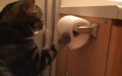 Cea mai politicoasa pisica din lume. Video care a facut sute de mii de oameni sa zambeasca