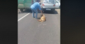 Caz socant in Romania. Un barbat si-a legat cainele de masina si l-a tarat pe sosea. Animalul s-a ranit la picioare - VIDEO