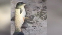Un barbat din China a trait spaima vietii cand a vazut ce a capturat din apele marii. Pescarul a prins cel mai straniu peste din lume. Creatura are cap de porumbel - VIDEO