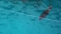 Moment unic pentru vizitatorii delfinariului din Odessa. Un pui de delfin a fost adus pe lume, in fata a sute de persoane chiar in timpul show-ului - VIDEO