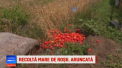 Localitatea din Romania, unde rosiile sunt aruncate pe camp de producatori. Pretul unui kg: "Daca nu avem unde sa le vindem ce sa facem" - VIDEO