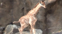 Imagini emotionante vin de la o gradina Zoologica din orasul american Philadelphia. Acolo si-a facut debutul un pui de girafa - VIDEO