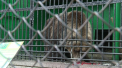 Vara nu doar oamenii cauta cum sa se racoreasca, dar si animalele. La Gradina Zoologica din capitala angajatii incearca sa-i rasfete pe micii locatari de acolo: "Au posibilitatea sa faca dus" - VIDEO