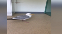 Peste 30 de pescarusi beti, care miroseau puternic a alcool au fost preluati in ultimele saptamani de centrele pentru protectia animalelor din SUA - VIDEO