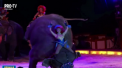 Moment periculos in timpul unui spectacol de circ in Germania. Un elefant a cazut peste spectatori