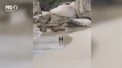 Nu doar oamenii pot fi romantici. Doi pinguini au fost surprinsi de o camera video cum se plimba in doi pe o plaja, tinandu-si inotatoarele de parca s-ar tine de maini