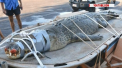 Un crocodil urias, cautat de peste un deceniu in nordul Australiei, a fost in sfarsit capturat. Masoara aproape cinci metri lungime si cantareste jumatate de tona - VIDEO