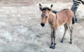 Povestea de dragoste dintre zebra Raya si magarul Ignacio. Puiul lor, "zebro-magar", un caz foarte rar in lume