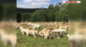 360 de caini de rasa Golden Retriever au fost adunati la un loc, impreuna cu stapanii lor. Cum a fost la eveniment - VIDEO
