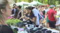 Festivalul Pomusoarelor in Scuarul Catedralei. Pofticiosii care au luat cu asalt tarabele au putut gusta din mure, coacaza, afine sau zmeura: "Sunt congelate in sos de miere" - VIDEO