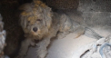 Momentul in care un catel a fost salvat din cuptor, dintr-o casa distrusa de incendiile din Grecia - VIDEO