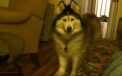 Un Husky indragostit de camera video. Cum reactioneaza cand stapanul incepe sa-l filmeze