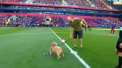 Gest impresionant din partea unui club din Rusia. Doi fotbalisti de la TSKA Moscova au iesit pe teren alaturi de doi caini de la un centru pentru animale fara adapost - VIDEO