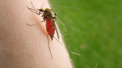 Un barbat a murit din cauza virusului West Nile. Este primul caz inregistrat in Iasi