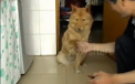 VIDEO. Duodou, cainele care rezolva calcule aritmetice. A inceput sa "studieze" cand avea 4 luni