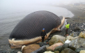 UPDATE. Balena aflata in descompunere pe o plaja din Canada nu va exploda