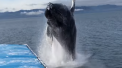 Moment unic pentru cativa turisti aflati intr-o excursie cu barca in Alaska. Porniti cu intentia de a vedea balene si de a le fotografia, un mamifer a sarit in apa exact in fata lor, stropindu-i din cap pana in picioare - VIDEO