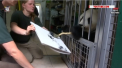 O panda de la o menajerie din Austria picteaza tablouri: lucrarile vor fi vandute cu aproape 500 de euro. Cum arata acestea - VIDEO