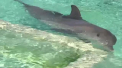 Plaja inchisa din cauza unui delfin "necuviincios". Ce i-a facut unei inotatoare