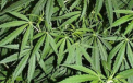 Guvernul Uruguayului a prezentat planul national de productie a marijuanei. Drogul va fi disponibil in farmacii