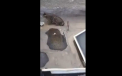 O pisica a scapat nevatamata, dupa ce a cazut de la al 3-lea etaj al unei cladiri. VIDEO
