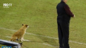 Un caine in rol de... antrenor secund. Tehnicianul unei echipe de fotbal din Paraguay este insotit la meciuri si antrenamente de un patruped - VIDEO
