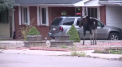 Un elan si-a facut aparitie pe strazile din Colorado Springs. Cum a fost surprins