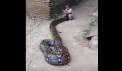 Copil filmat in timp ce se juca cu un piton urias. Ce i-a facut sarpele - VIDEO