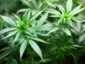Oamenii pe care marijuana i-a facut miliardari, legal