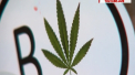 In Las Vegas, oras care aspira la titlul de capitala mondiala a marijuanei, si-a deschis usile un muzeu dedicat canabisului - VIDEO