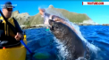 O foca deranjata de intrusii care ii agitau apele vaslind in caiace a reactionat dur. Pe unul dintre canotori l-a plesnit drept peste ochi cu o... caracatita - VIDEO