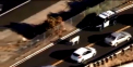 Doua echipaje de politie din statul american California au fost mobilizate pentru a prinde... o vaca. Asta dupa ce 25 de bovine au evadat dintr-un camion accidentat, care le transporta
