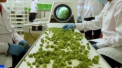 Cea mai mare tara care va legaliza marijuana. Produsul poate fi comandat de pe internet - VIDEO
