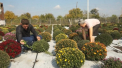 Afacere cu miros dulce, dar cu gust amar. Antreprenorii din Causeni, care se ocupa cu cresterea crizantemelor, spun ca in acest an vanzarile s-au "ofilit", iar investitiile sunt mult mai mari decat veniturile - VIDEO
