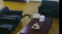 Un sarpe urias cade din tavanul unei banci, in mijlocul sedintei angajatilor - VIDEO