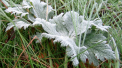 Au venit ingheturile. Cate grade am avut in aceasta dimineata. Prognoza meteo - FOTO