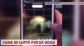 Un individ din Bistrita, Romania, proprietarul unui caine de lupta, a filmat momentul ii arunca animalului un maidanez drept prada - VIDEO
