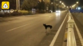 Un caine isi asteapta de 80 de zile stapana pe drumul pe care aceasta a murit - VIDEO