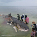 Descoperire ingrijoratoare in stomacul unui casalot gasit mort in Indonezia