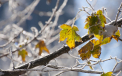 Ce temperaturi vom avea astazi si unde va ninge. Prognoza meteo - FOTO