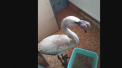 O femeie din Siberia s-a trezit cu un flamingo inghetat pe masina. De ce e alb si nu roz - VIDEO