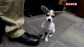 Un catel chihuahua, de doar doua kilograme, a devenit politist in SUA. Pe nume Zoro, patrupedul a fost adoptat de un ofiter in urma cu cateva luni, iar recent, a depus "juramantul"