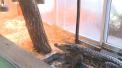 Pregatiri pentru iarna, la Gradina Zoologica din capitala: in adaposturi au fost instalate deja calorifere, iar custile au fost captusite cu paie - VIDEO
