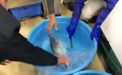 Momentul incredibil in care un peste congelat revine la viata dupa ce este dezghetat - VIDEO