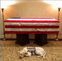 Imaginea emotionanta cu cainele lui George Bush Sr., langa sicriul fostului presedinte