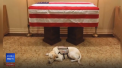 Cainele fostului presedinte american George Bush Senior va fi antrenat pentru a le oferi asistenta soldatilor raniti la razboi - VIDEO