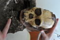 Descoperire importanta: specia unui stramos al omului, necunoscuta pana acum - FOTO
