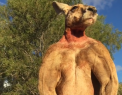 Roger, cangurul "musculos" celebru pe internet, a murit. Cum a devenit faimos - VIDEO